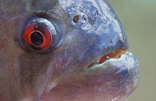  / &copy;: WWF - Canon / Roger LeGHEN