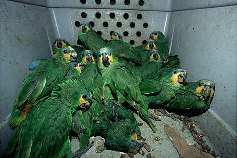 Loro Guatemala o Loro corona azul en una jaula para su transporte. Guyana francesa / ©: WWF-Canon / Roger Leguen rel=