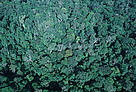 / &copy;: WWF-Canon / Martin Harvey