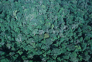 Tropical Rainforest, western Congo Basin,Gabon. - © WWF-Canon / Martin Harvey