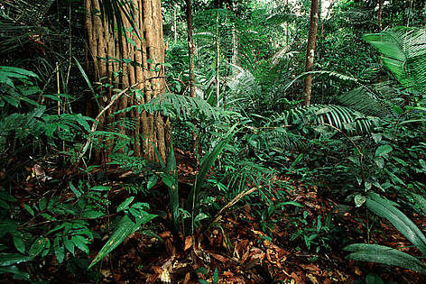 Certified Amazonian rainforest / ©: Edward Parker, WWF-Canon rel=