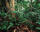 Certified Amazonian rainforest