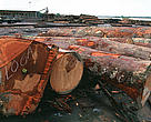 Brazil - The harvested timber is measured, identified and tagged before entering the sawmill.
