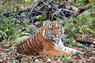 An Amur tiger resting. The world's largest cat, Amur tigers are found only in Northeastern China and the Russian Far East - © Vladimir Filonov/WWF-Canon