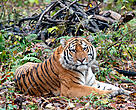 An Amur tiger resting.  The world's largest cat, Amur tigers are found only in Northeastern China and the Russian Far East