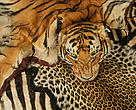 Demand for tiger body parts used in traditional Chinese medicine and habitat fragmentation from unsustainable regional infrastructure development have driven the decline of the region’s Indochinese tiger population. 