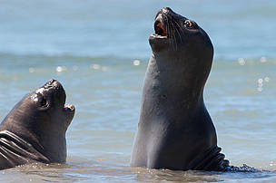 Mirounga leonina Southern Elephant seal. Valdés Peninsula, Chubut Province, Patagonia, Argentina.