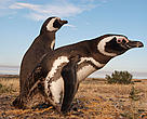 Magellanic or jackass penguins (Spheniscus magellanicus)  Colony at Punta Tumbo counts hundreds of thousands of individuals.  Tourist Site.  Chubut Province, Patagonia, Argentina.