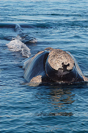 Southern right whale Valdés Peninsula, Chubut Province, Patagonia, Argentina.