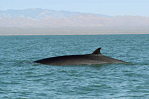 Fin whale, Balaenoptera physalus surfacing. 
