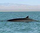 Fin whale, Balaenoptera physalus surfacing. 