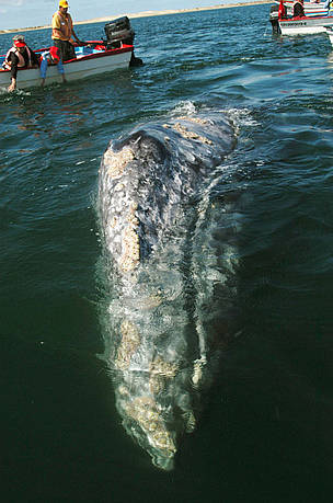 Tourists watch from small boats as a gray whale (Eschrictius robustus) surfaces in Baja ... / ©: Gustavo YBARRA / WWF-Canon Tourists watch from small boats as a gray whale surfaces in Baja California, Mexico. / ©: Gustavo YBARRA / WWF-Canon