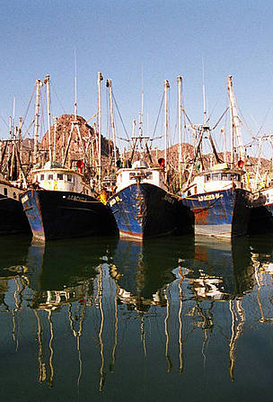 Shrimp fleet in harbour. Gulf of California, Mexico. / ©: Gustavo Ybarra / WWF-Canon Shrimp fleet in harbour. Gulf of California, Mexico. / ©: Gustavo Ybarra / WWF-Canon