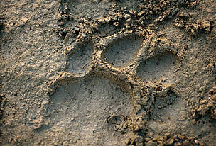 Indian tiger (Panthera tigris tigris); Royal Bardia National Park, Terai Arc Landscape, Nepal.