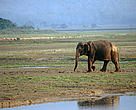 Asian elephant (Elephas maximus), Royal Chitwan National Park, Terai Arc, Nepal.