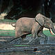 African forest elephant (Loxodonta africana cyclotis); Dzanga-Ndoki National Park, Central African Republic. © WWF-Canon / Martin Harvey