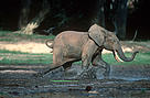  / &copy;: WWF-Canon / Martin Harvey