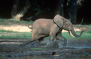 African forest elephant (Loxodonta africana cyclotis); Dzanga-Ndoki National Park, Central African Republic. - © WWF-Canon / Martin Harvey