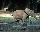 African forest elephant (<i>Loxodonta africana cyclotis</i>); Dzanga-Ndoki National Park, Central African Republic.