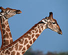 Giraffe pair, Africa.
