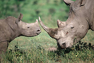 Donate to Rhinos