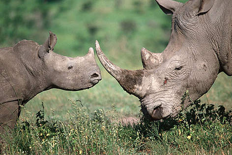  / &copy;: Martin Harvey / WWF-Canon