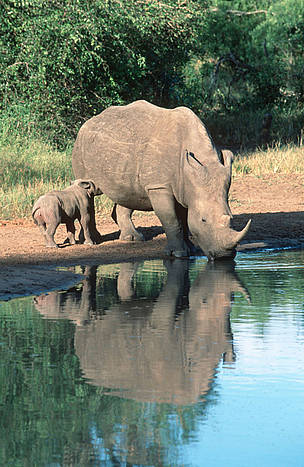 Southern white rhinoceros (Ceratotherium simum simum).