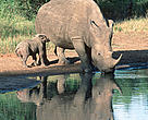 Southern white rhinoceros (Ceratotherium simum simum).