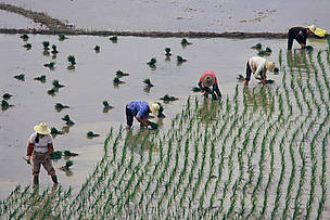 Rice cultivating, Dongting Lake, Hunan Province, China
