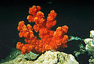 Red coral, Great barrier reef, Australia. / ©: WWF / Natl. Archives of Australia / ©: WWF / Natl. Archives of Australia