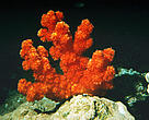 Red coral, Great barrier reef, Australia.
