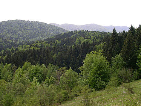 Mješovite šume u NP Sjeverni Velebit / ©: © Gérald Hibon / WWF-Canon / ©: © Gérald Hibon / WWF-Canon