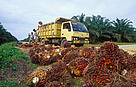 Oil palm (Elaeis guineensis), Riau province, Sumatra, Indonesia. / ©: WWF / Volker Kess / ©: WWF / Volker Kess