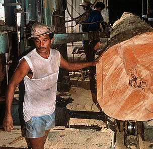 Mahogany tree trunk being sawn into planks. There are 600 sawmills in the municipality, which cut ... / ©: Mark Edwards / WWF-Canon Mahogany tree trunk being sawn into planks. / ©: Mark Edwards / WWF-Canon