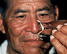 Alfredo Melendez, nativo Sharanahua de Santa Clara, mostrando una semilla del árbol de Caoba. Reserva del Alto Purús, departamento Ucayali, Perú