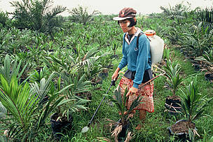 The growing demand for palm oil is adding to the already severe pressure on remaining rainforest ... / ©: Mark Edwards / WWF - Canon The growing demand for palm oil is adding to the already severe pressure on remaining rainforest ... / ©: Mark Edwards / WWF - Canon