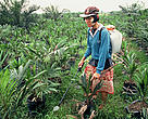 The growing demand for palm oil is adding to the already severe pressure on remaining rainforest areas of the world.  