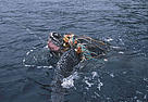 Leatherback turtle (Dermochelys coriacea); Sao Tome and Principe. / ©: WWF-Canon / Michel Gunther / ©: WWF-Canon / Michel Gunther