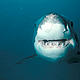 &copy; Wildlife Pictures/Jêrome Mallefet / WWF-Canon