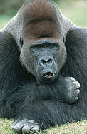 Eastern lowland gorilla (Gorilla beringei graueri), Silverback male. Range: Eastern lowland areas ... / &copy;: Martin Harvey / WWF-Canon