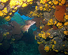 Coral reef at Marine Park Cabo Pulmo, Baja Caliornia Sur, Gulf of California, Mexico.