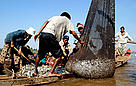 Fishermen unload their catch from the Tonle Sap Lake in Cambodia. Fisheries are critical for ... / ©: Zeb HOGAN / WWF-Canon / ©: Zeb HOGAN / WWF-Canon