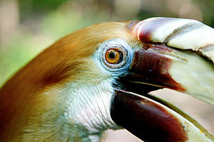 Blyth's hornbill, Papua New Guinea / ©: Brent Stirton / Getty Images / WWF / ©: Brent Stirton / Getty Images / WWF