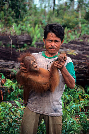 A poacher proudly shows an orangutan baby (Pongo pygmaeus) that he has caught, Central Kalimantan, ... / ©: Alain Compost / WWF-Canon A poacher proudly shows an orang-utan baby (Pongo pygmaeus) that he has caught. Central ... / ©: Alain Compost / WWF-Canon