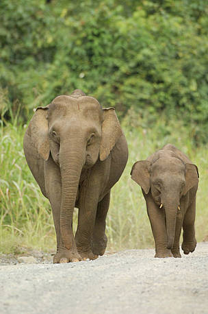  / &copy;: WWF / Cede PRUDENTE