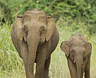 The mysterious Borneo pigmy elephant - not native to Borneo, not related to Asia's existing elephant species