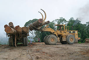 Logging elephant habitat in Sabah / ©: WWF-Canon / A. Christy WILLIAMS / ©: WWF-Canon / A. Christy WILLIAMS