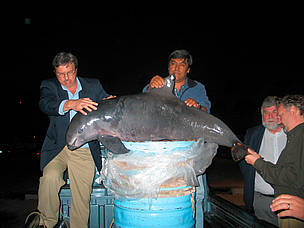 Activists bringing a dead vaquita (Phocoena sinus) to the third meeting of CIRVA in Ensenada, Baja ... / ©: WWF-US / Eugene Lee Activists bringing a dead vaquita (Phocoena sinus) to the third meeting of CIRVA in Ensenada, Baja ... / ©: WWF-US / Eugene Lee