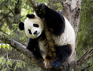 pandas / &copy;: Bernard  DE WETTER / WWF-Canon