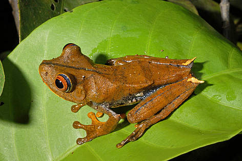 Rana de árbol. Amapá, Brasil / ©: Zig Koch / WWF rel=